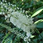 Black Cohosh Root has properties similar to estrogen.